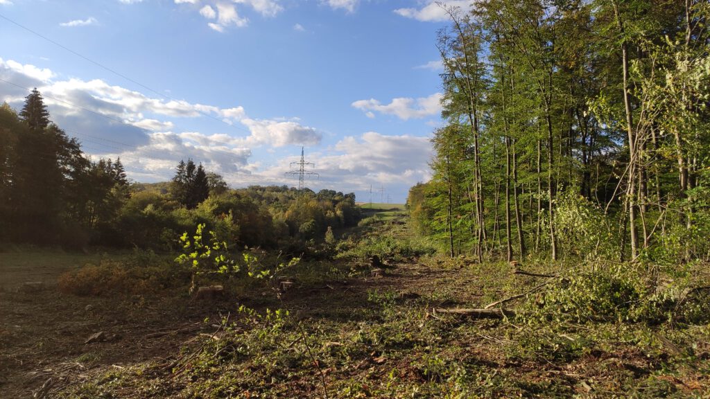 Dannenröder Forst: Wie in Hessen ein neuer Hambacher Wald entsteht